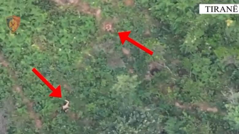 VIDEO/ ‘Droni’ kap kultivuesit në mes të parcelave me kanabis në Krujë, 3 në pranga (EMRAT)